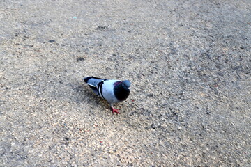 Obraz premium Pigeons in the city square eat bread.
