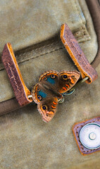 Mariposa posada en mochila viajera