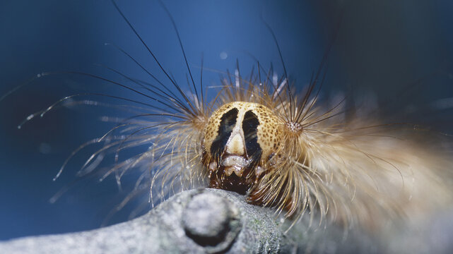 gypsy moth or spongy moth caterpillar, the head