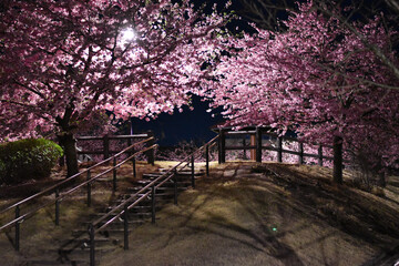 Full bloom of cherry blossoms at night　満開の夜桜