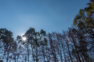 冬の青空と枯れ木がつくる美しい風景