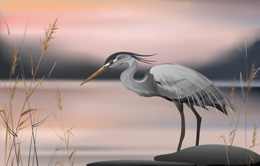 A gray heron stands near stones and thickets of reeds against the backdrop of the evening sunset sky. Vector colorful illustration.