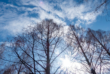 冬の青空と枯れ木がつくる美しい風景