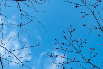 冬の青空と枯れ木がつくる美しい風景