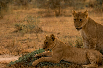 Two lion cubs resting together in African savannah, Uganda