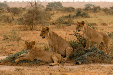 Thre lion cubs posing together an one of them is winking at the photographer in Africa