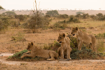 Three lion cubs in the sunset of Ugandan wildlife reserve, Africa.