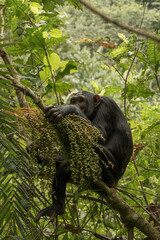 Wild Chimpanzee in Ugandan jungle, just outside Fort Portal