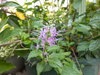 Plectranthus ecklonii, Mona Lavender flower, large Spurflowers