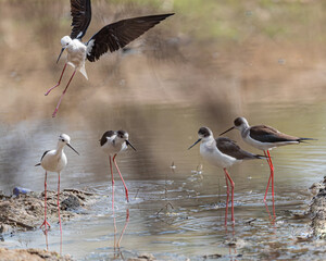 A Black Winged Stilt Landing