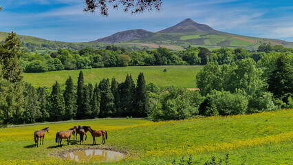 Horses peacefully graze, framed by the majestic beauty of County Wicklow's iconic peak.