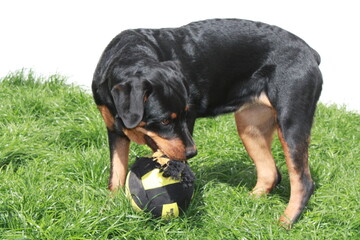 Rottweiller jouant dans le jardin avec une balle