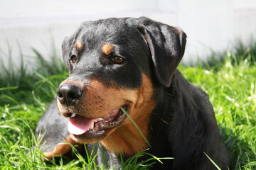Rottweiller jouant dans le jardin avec une balle