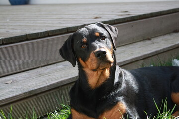 Rottweiller jouant dans le jardin avec une balle