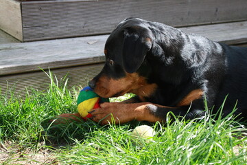Rottweiller jouant dans le jardin avec une balle