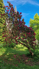 Fototapeta na wymiar A majestic Rhododendron arboreum tree gracing the enchanting grounds of Powerscourt.