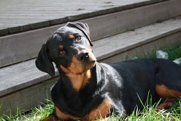 Rottweiller jouant dans le jardin avec une balle