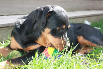 Rottweiller jouant dans le jardin avec une balle