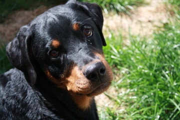 Rottweiller jouant dans le jardin avec une balle