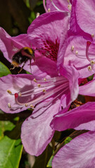 A close-up view of the Rhododendron, where nature's brilliance blooms in exquisite detail.