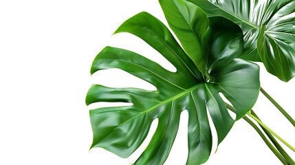 Fototapeta na wymiar Monstera photography style wallpaper represents beauty and good meaning of life
