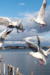 琵琶湖の冬の使者ユリカモメ　滋賀県大津市膳所城跡公園