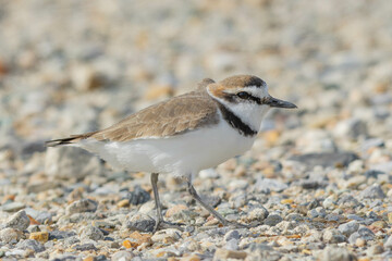 歩こうとするシロチドリ