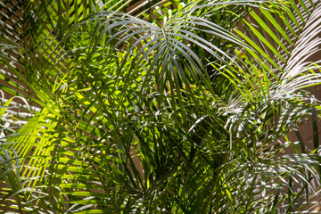 Fresh green leaves of Palm plant