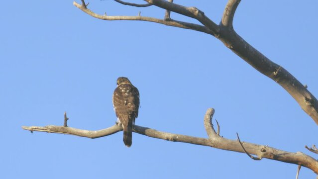 Cooper's Hawk Perched on Branch