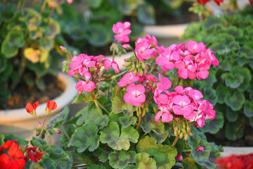 Pink Geranium flowers. Sunlight. Beautiful little flower of Geranium, Beautiful geranium in the exhibition of geraniums in Chakwal, Panjab, Pakistan