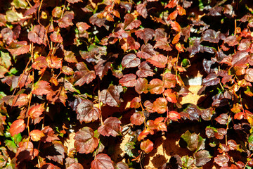 View of the ivy leaves on the wall in autumn