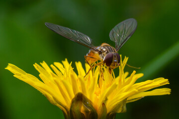 Marmalade Hoverfly Episyrphus balteatus distinctive orange black pattern, resting on yellow flower, green background