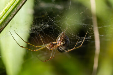Neriene peltata is a species of spider belonging to the family Linyphiidae