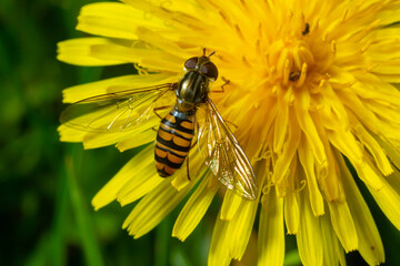 Marmalade Hoverfly Episyrphus balteatus distinctive orange black pattern, resting on yellow flower, green background
