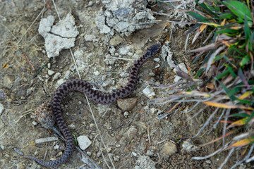 Adder viper snake Vipera berus getting away from the stone