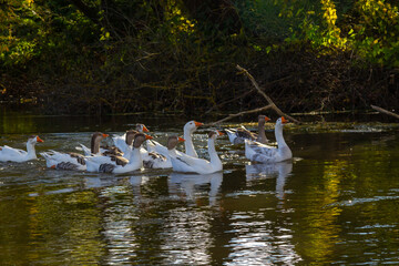 Domestic geese swim in the river. A flock of domestic geese on the river on a hot sunny summer day