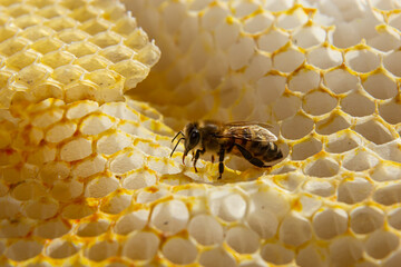 Beautiful honeycomb with bees close-up. A swarm of bees crawls through the combs collecting honey....