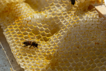 Beautiful honeycomb with bees close-up. A swarm of bees crawls through the combs collecting honey....