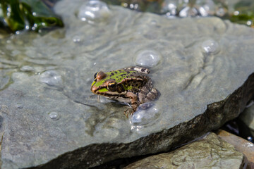 A green frog, Lithobates clamitans, rests on a cameo near a pond