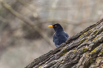The common blackbird Turdus merula is a relatively large and long-tailed bird, widespread and common, and therefore one of the most popular and well-known birds.Bird perched on branch