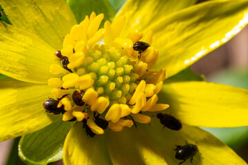 Rape beetle, meligethes aeneus on field pennycress, thlaspi arvense plant. Spring nature background.