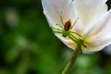 The Green Crab Spider, Diaea dorsata, hunts for prey on a white wood anemone flower
