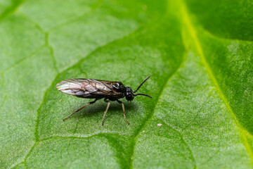 Fototapeta premium Aquilegia sawfly called also columbine sawfly Pristiphora rufipes. Common pest of currants and gooseberries in gardens and cultivated plantations