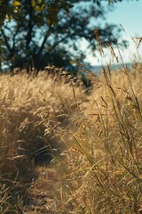 Fototapeta premium A scenic view of a field of tall grass with trees in the background. Suitable for nature and landscape concepts