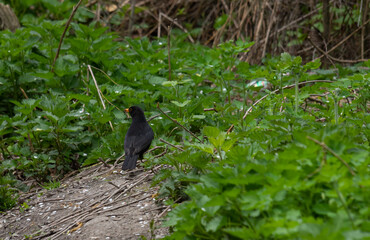 The common blackbird Turdus merula is a relatively large and long-tailed bird, widespread and common, and therefore one of the most popular and well-known birds.Bird perched on branch