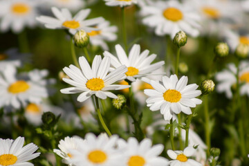 Field of white daisies.