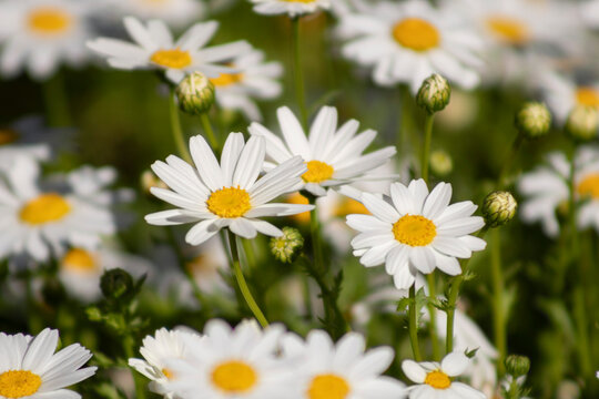 Field of white daisies.