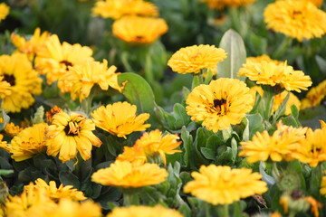 Obraz premium yellow Calendula officinalis flower in garden, Pot Marigold, Ruddles, Mary's gold or Scotch marigold is a flowering plant in the daisy family Asteraceae, Calendula flower closeup