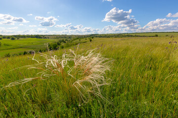feather grass in steppe - 758942657