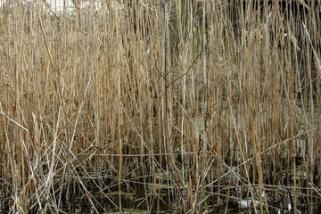 Dry reeds in the marsh in spring.